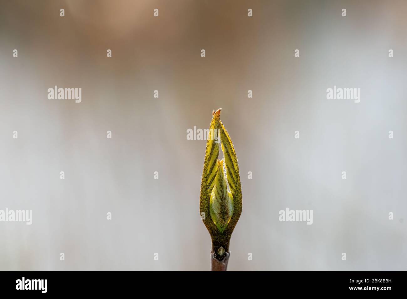 La punta gialla verde di una pianta ad uno stadio iniziale di fioritura e uno sfondo sfocato Foto Stock