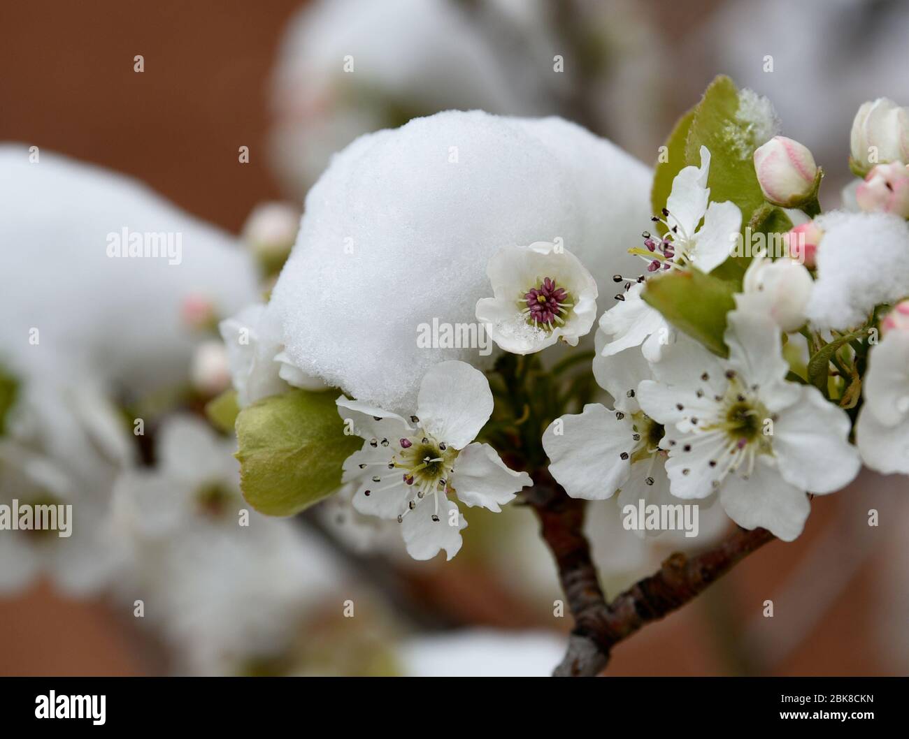 Una prima nevicata di primavera si deposita sui fiori su un albero di pera a Santa Fe, New Mexico USA. Foto Stock