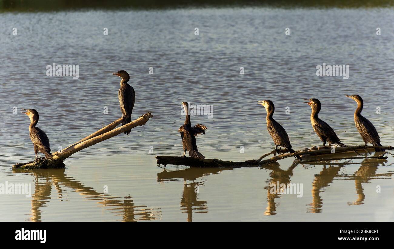 Un gruppo di cormorani si schierava come giudici ad un'audizione e come Laughing alla performance Foto Stock