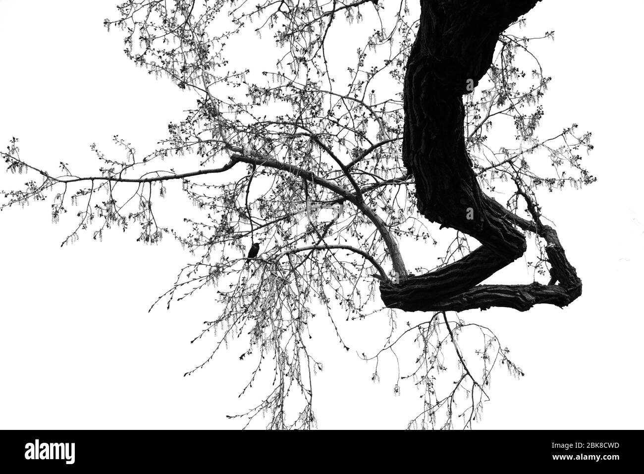 Un songbird solato arroccato in un antico albero di cottonwood a Santa Fe, New Mexico USA Foto Stock