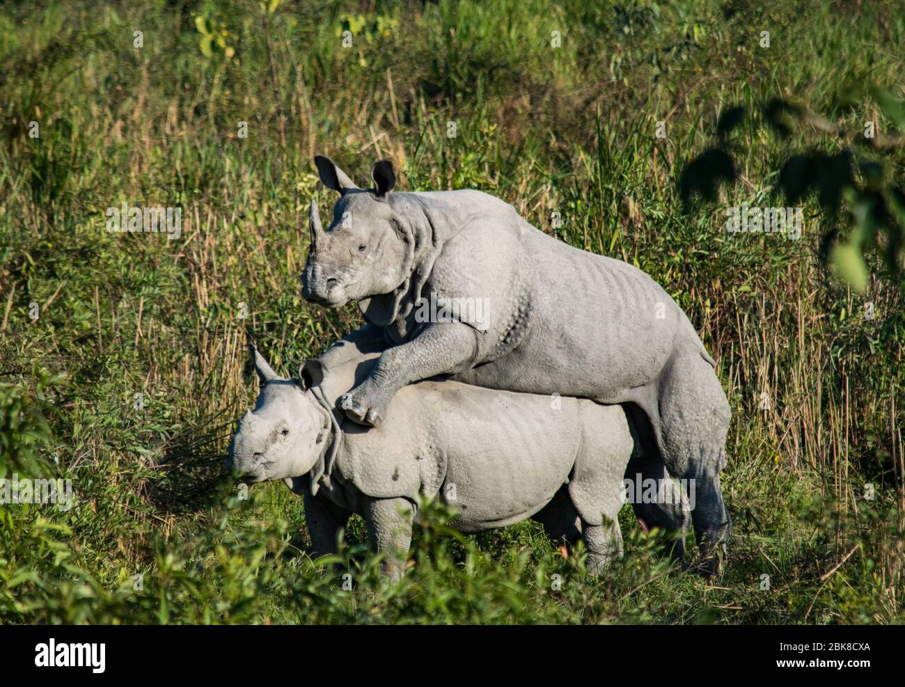 Due rinoceronti di accoppiamento al Parco Nazionale di Kaziranga Foto Stock