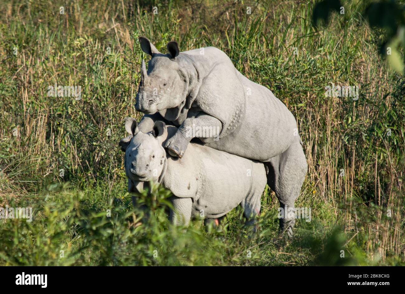 Due rinoceronti di accoppiamento al Parco Nazionale di Kaziranga Foto Stock