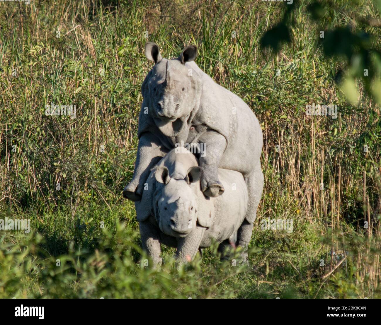 Due rinoceronti di accoppiamento al Parco Nazionale di Kaziranga Foto Stock