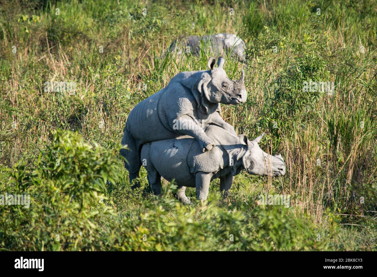 Due rinoceronti di accoppiamento al Parco Nazionale di Kaziranga Foto Stock