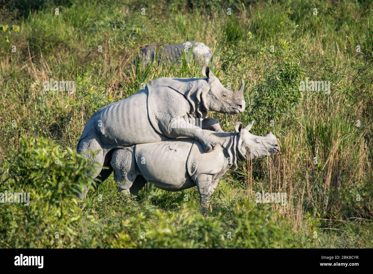 Due rinoceronti di accoppiamento al Parco Nazionale di Kaziranga Foto Stock
