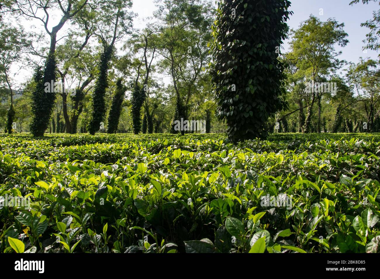 Tipica piantagione di tè ad Assam vicino al Parco Nazionale Kaziranga Foto Stock