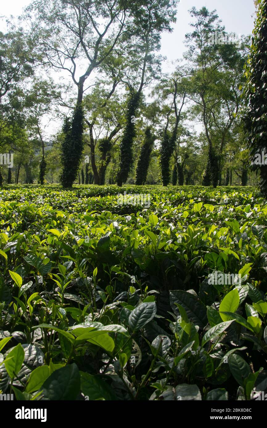 Tipica piantagione di tè ad Assam vicino al Parco Nazionale Kaziranga Foto Stock