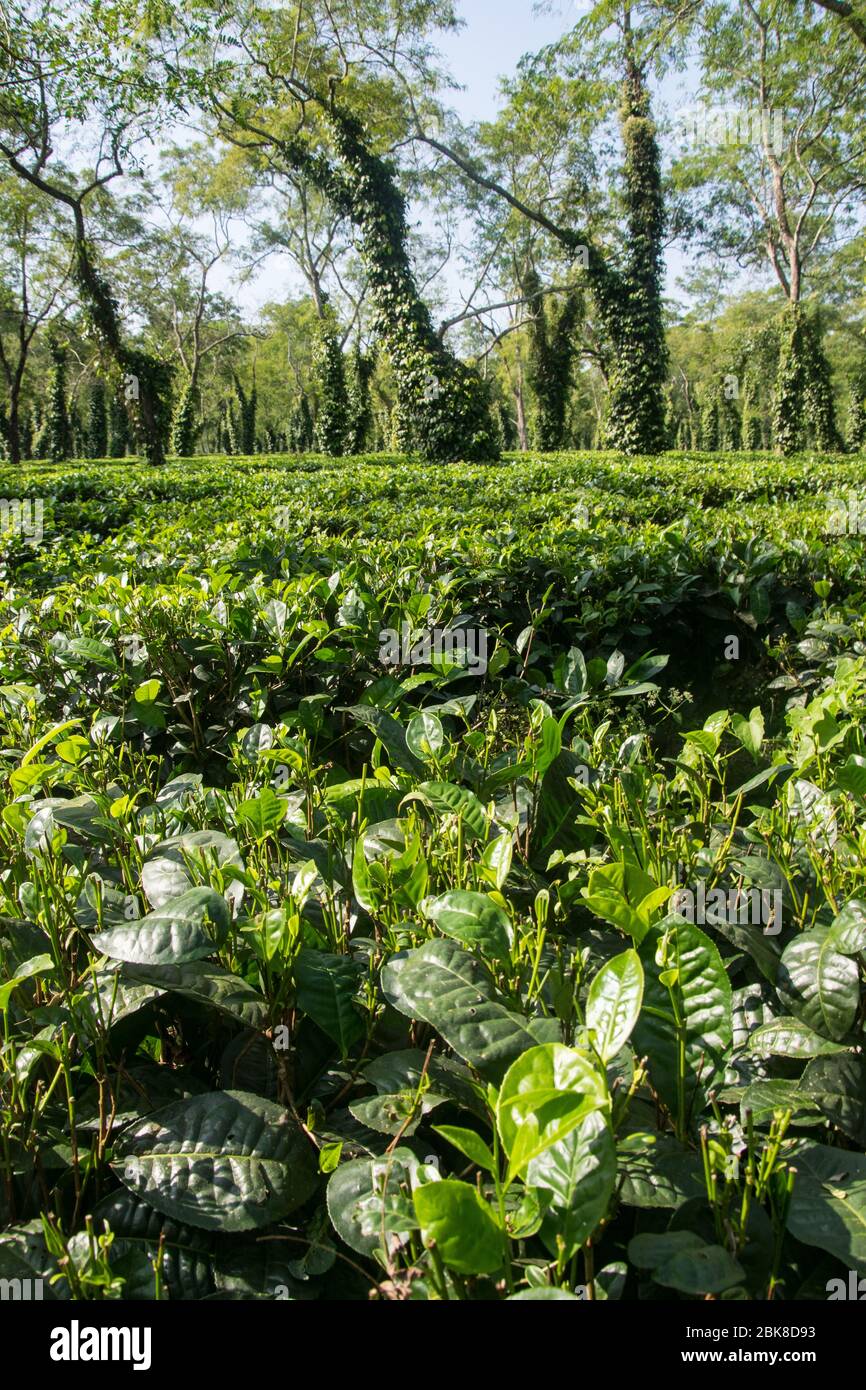 Tipica piantagione di tè ad Assam vicino al Parco Nazionale Kaziranga Foto Stock