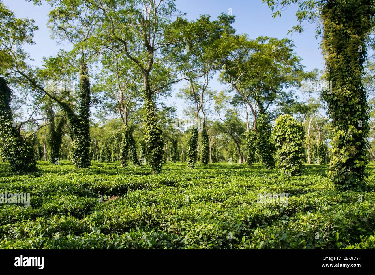 Tipica piantagione di tè ad Assam vicino al Parco Nazionale Kaziranga Foto Stock