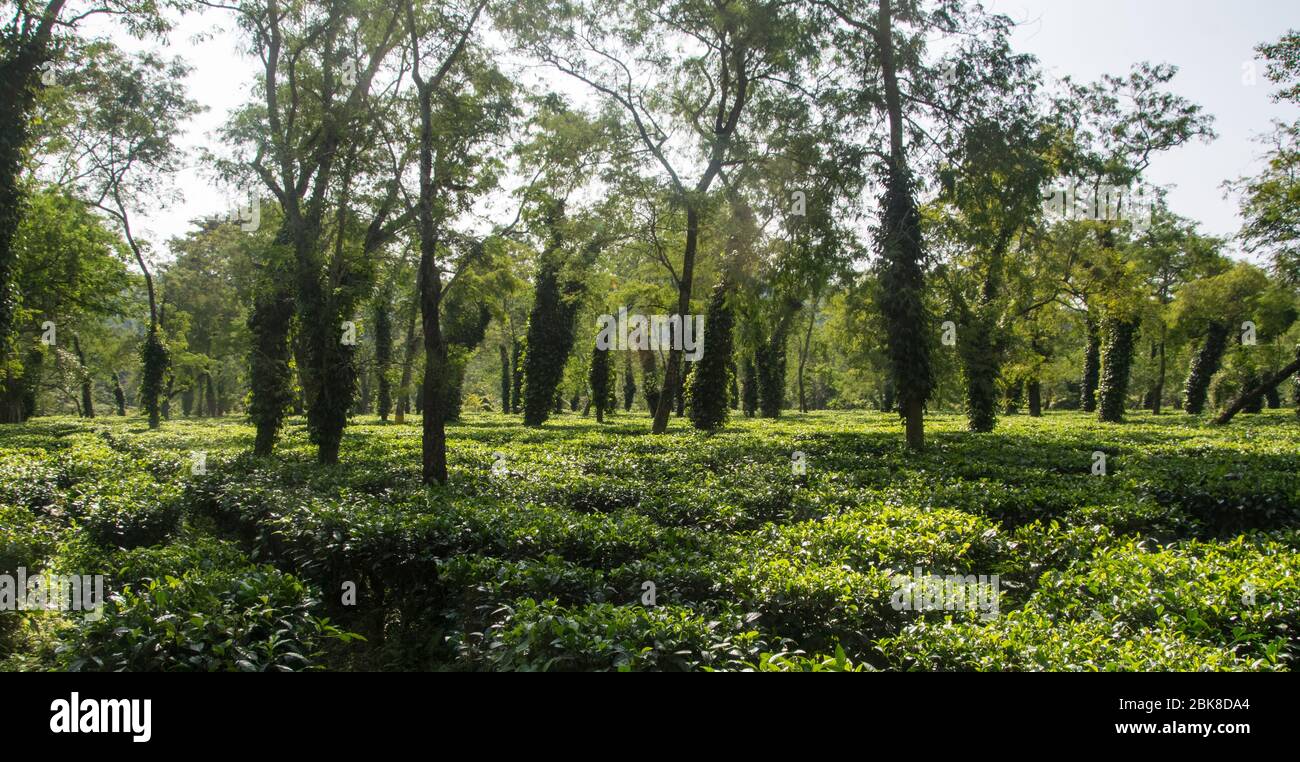 Tipica piantagione di tè ad Assam vicino al Parco Nazionale Kaziranga Foto Stock