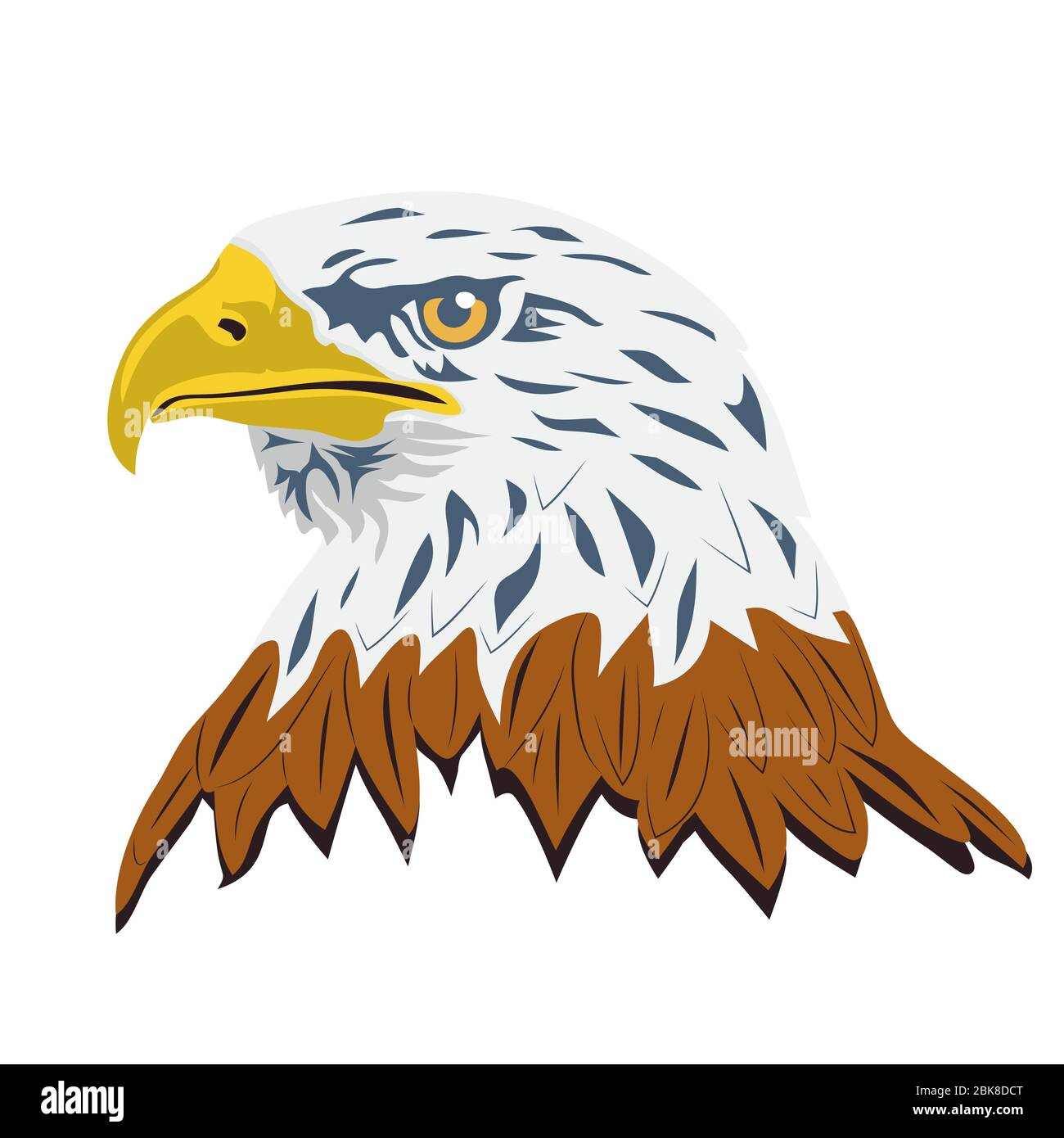 Ritratto di un lat di aquila calva. haliaeetus leucocephalus , isolato su sfondo bianco. Vettore Illustrazione Vettoriale