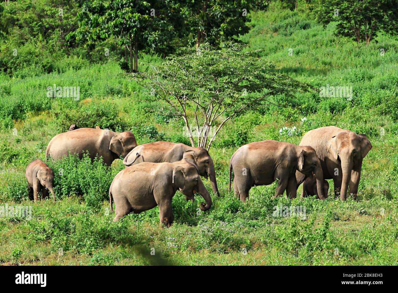 Elefanti selvatici dell'Asia al Parco Nazionale di Kui buri, provincia di Prachuap Khiri Khan, Thailandia Foto Stock