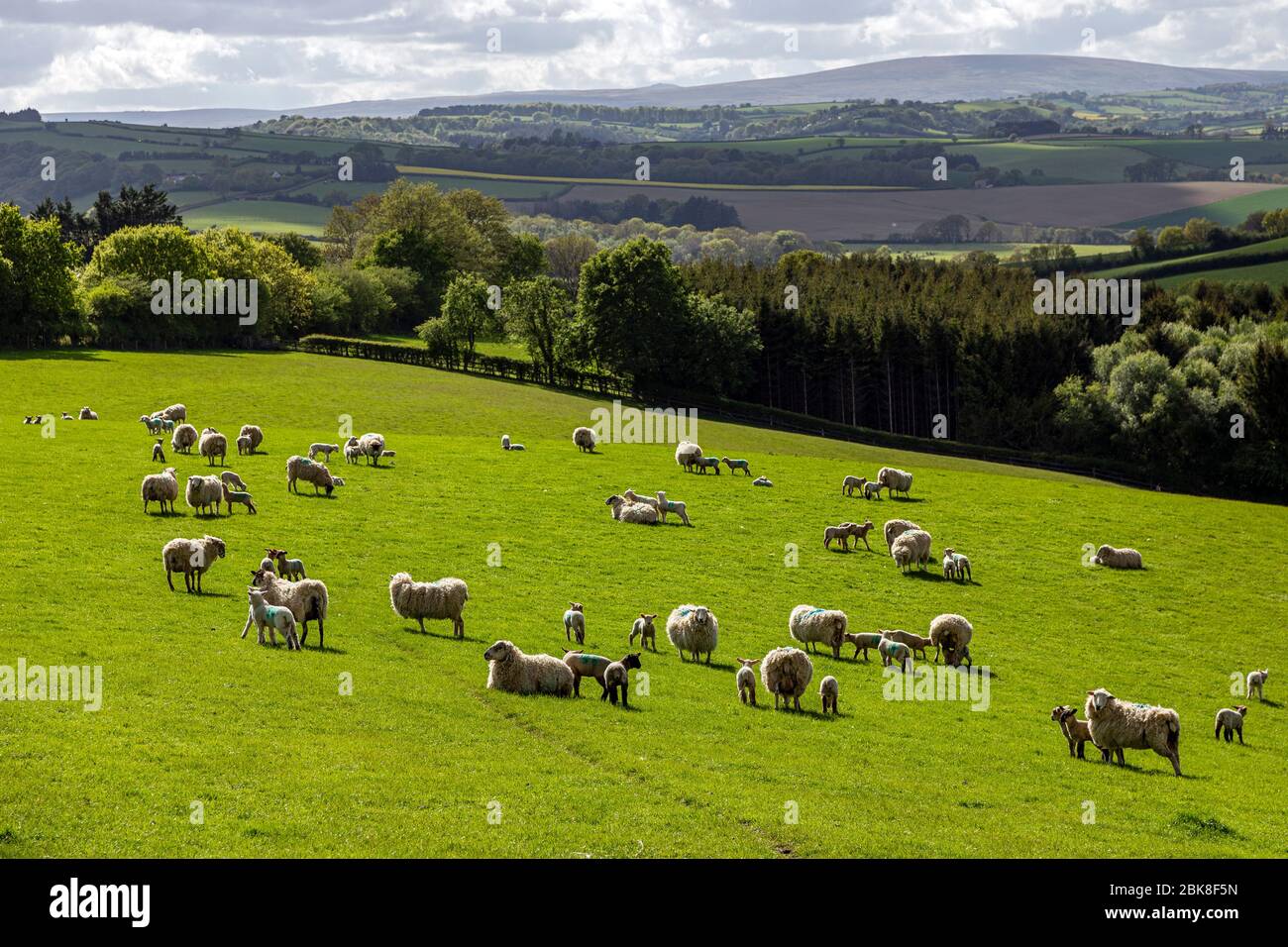 Foto di agricoltura, Foto di animali, Foto di umore atmosferico, Foto di autunno, Foto di Awe, Foto di Barren, Foto di bellezza nella natura, Foto di Natale, freddo Foto Stock