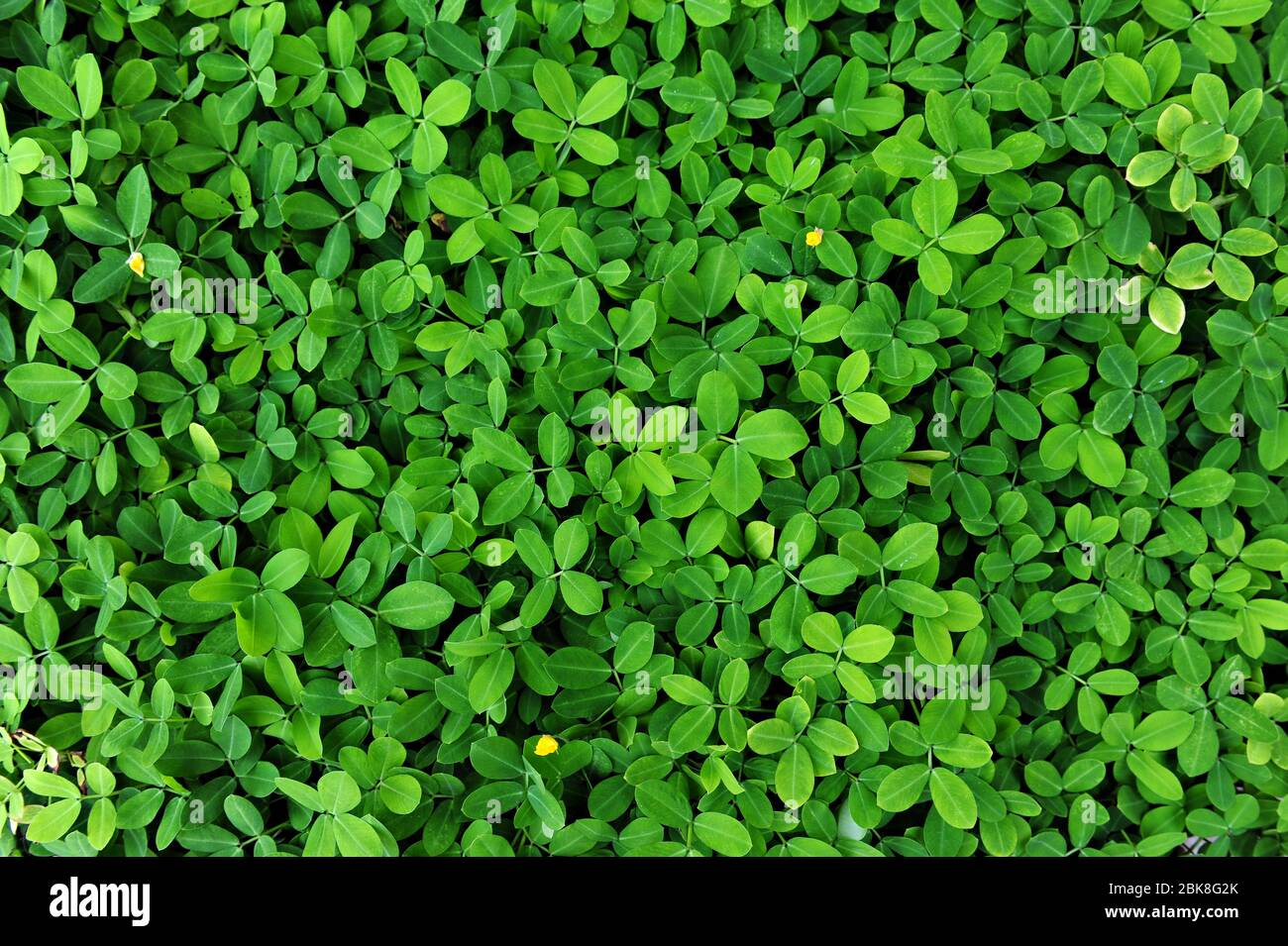 Nuove foglie fresche di Pinto Peanut su sfondo verde primavera Foto Stock