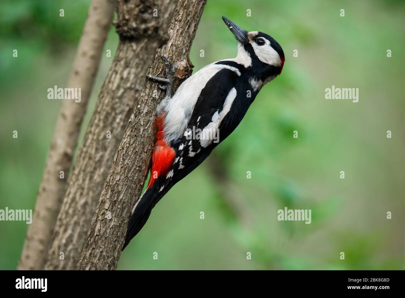 Un grande picchio punteggiato sedette su un vecchio ramo fotografato orizzontalmente Foto Stock