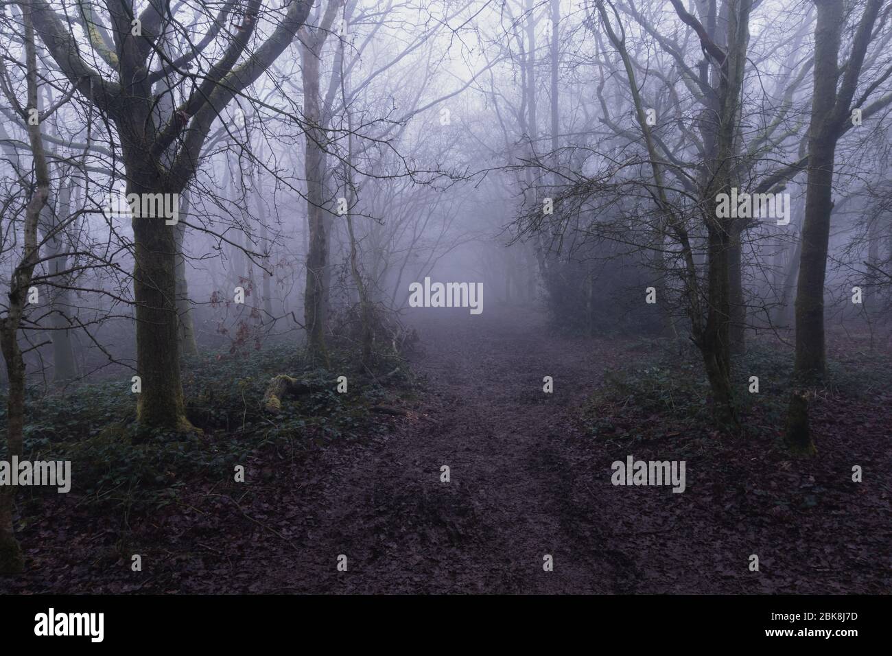 Un percorso fangoso attraverso una foresta inglese. In un giorno di nebbia, inverni Foto Stock
