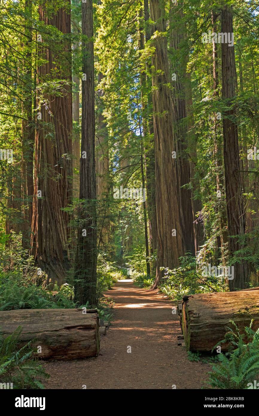 Serene Trail tra i giganti della foresta nello Stout Grove nel Jedidiah Smith Redwoods state Park in California Foto Stock