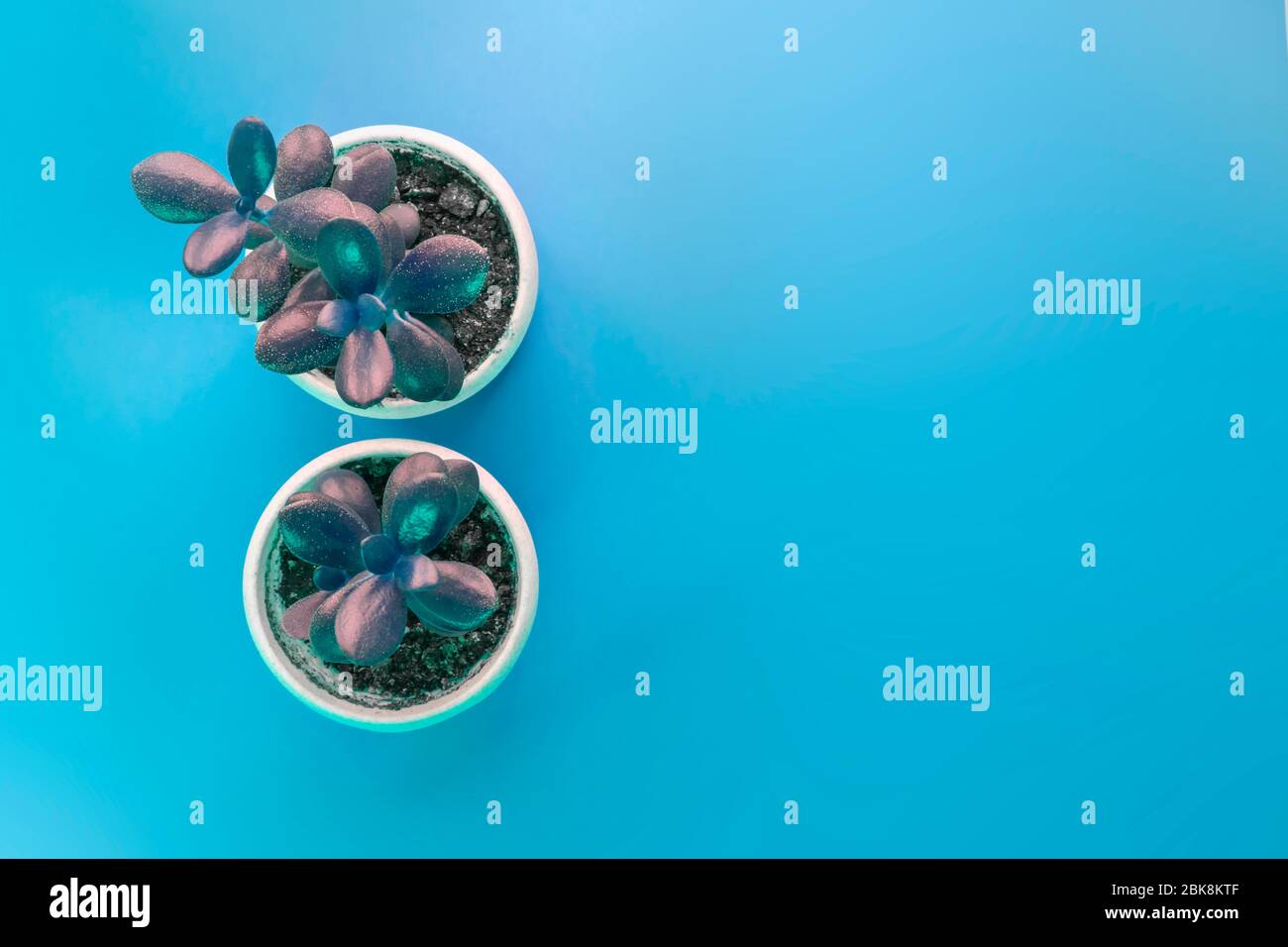 Due fiori succulenti in coppe bianche su sfondo blu con spazio per le copie. Pianta dall'alto. Foto Stock