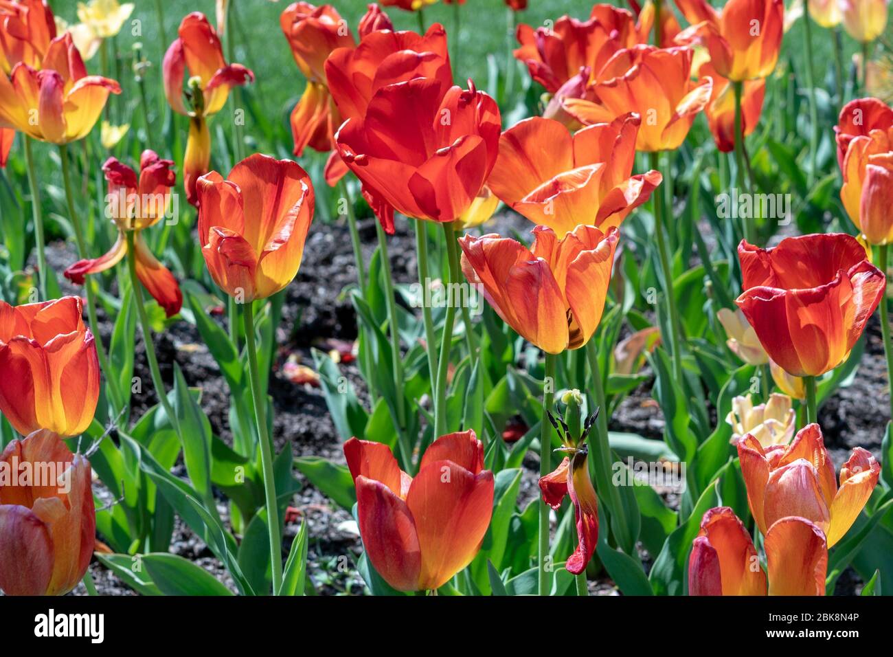 Tulipani rossi e arancioni in un giardino fiorito. I tulipani sono membri della famiglia Lily. Foto Stock