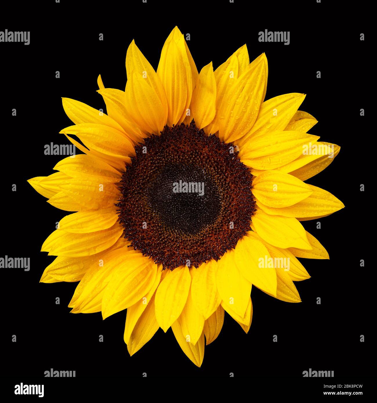girasole isolato su sfondo nero, petali bagnati con gocce di pioggia Foto Stock