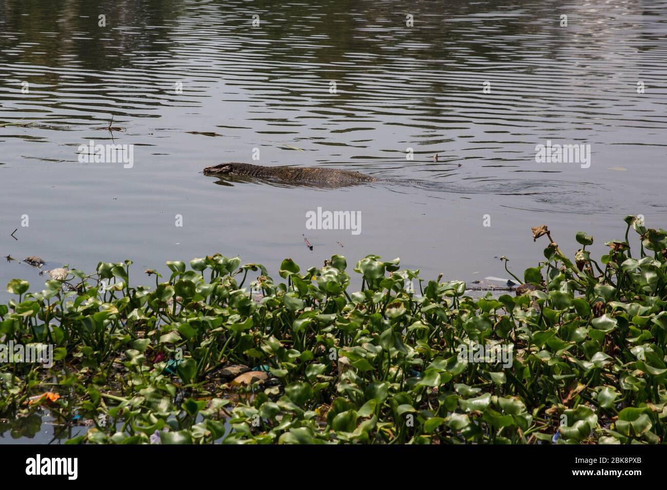 Una lucertola che nuota nelle acque inquinate del fiume Kelani Ganga a Colombo in Sri Lanka. Foto Stock