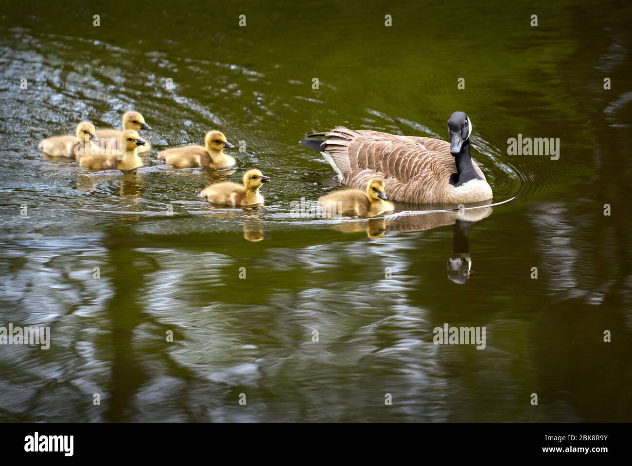 Canada Oca e goslings nuotare. Canada Goose proteggere gosings mentre nuotano in uno stagno. Foto Stock