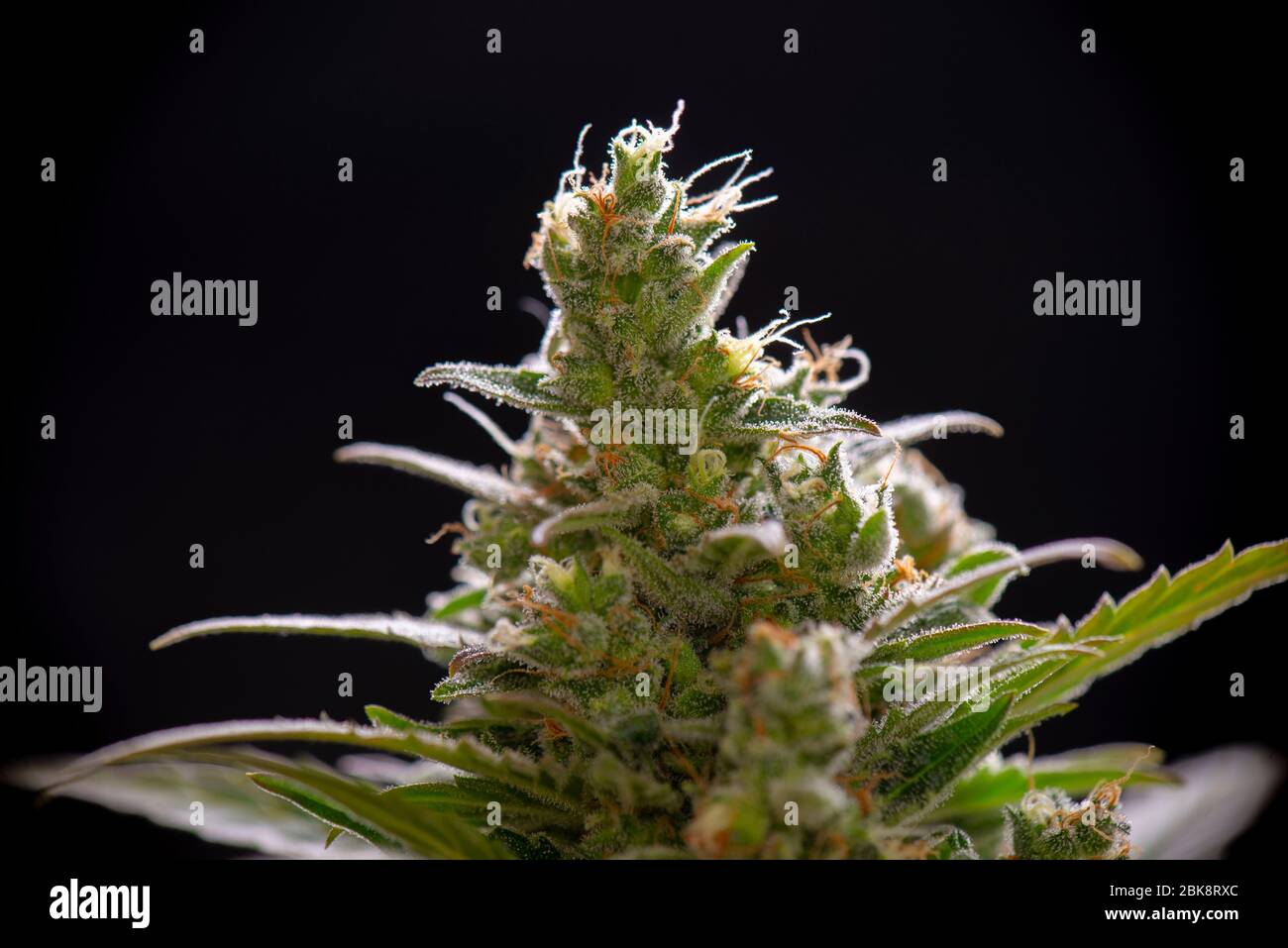 Dettaglio macro di trichomes di fiori di Cannabis (ceppo diesel acido) isolato su sfondo nero, concetto di marijuana medica Foto Stock