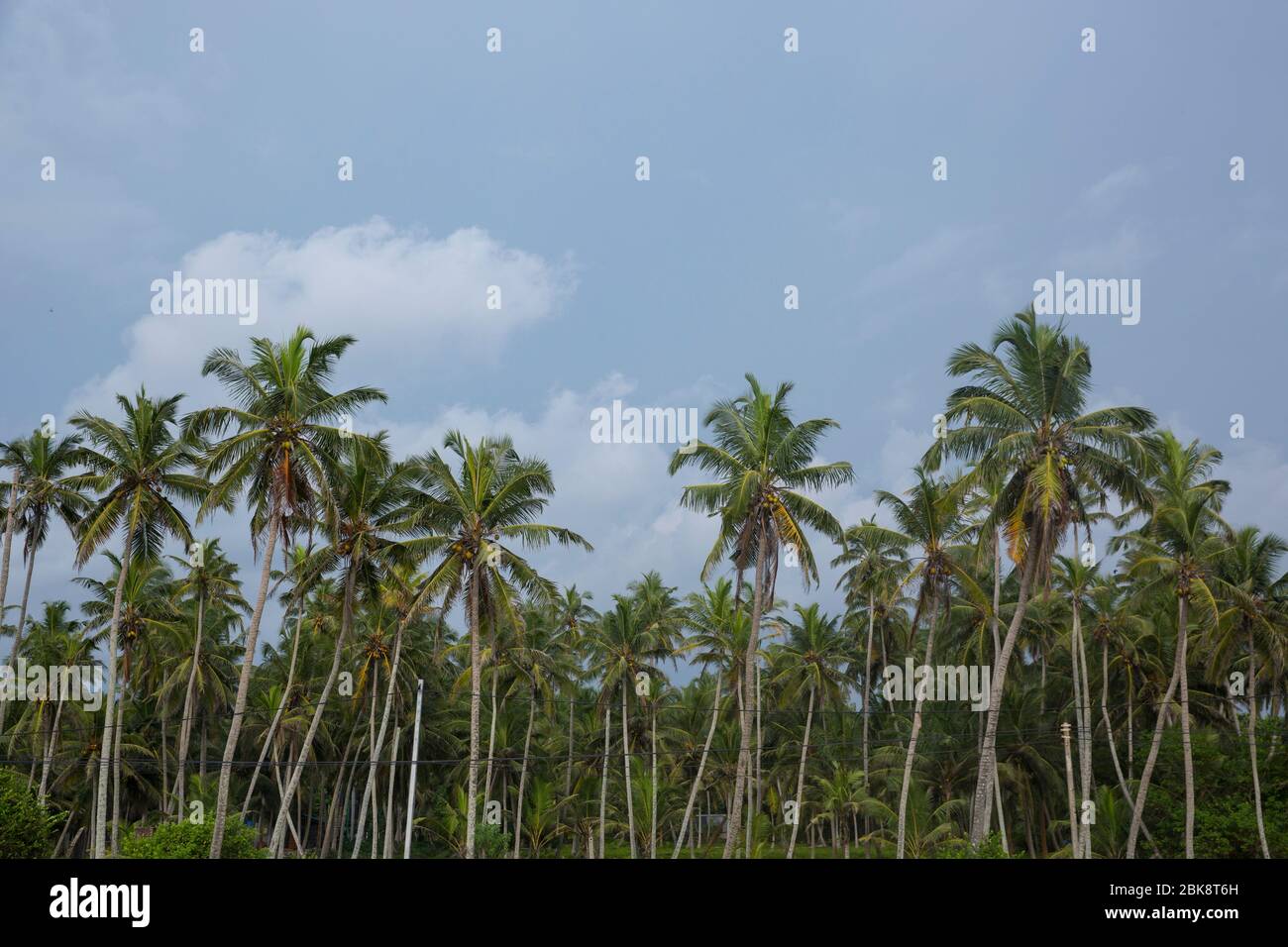 Piantagione di alberi di cocco, Negombo, Sri Lanka. Foto Stock