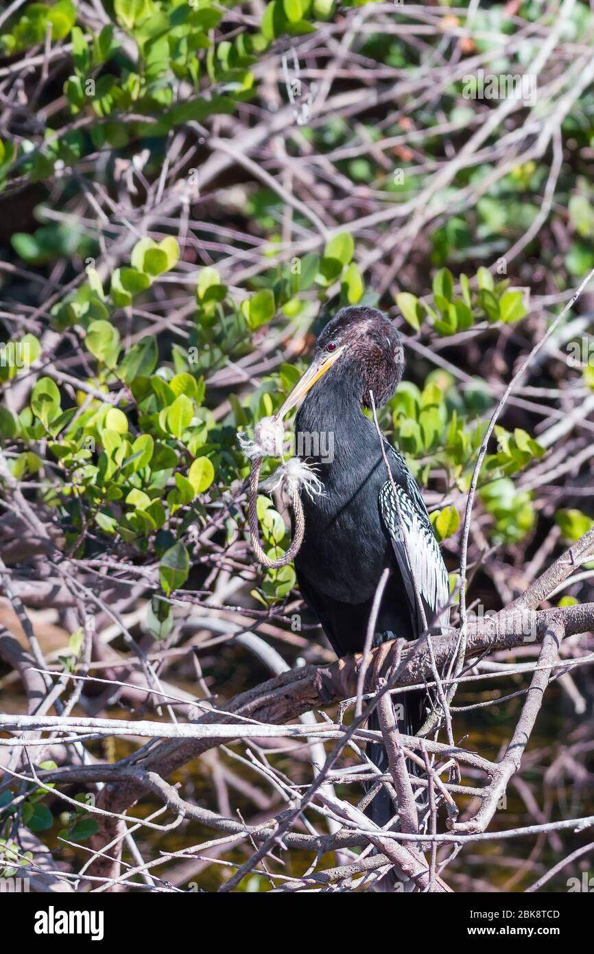 Anhinga maschio seduta su un ramo di albero con un pezzo di corda. Big Cypress National Preserve. Florida. USA Foto Stock