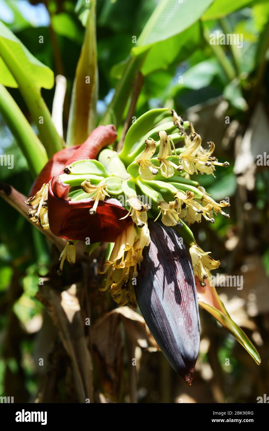 Frutta giovane di Banana. Foto Stock