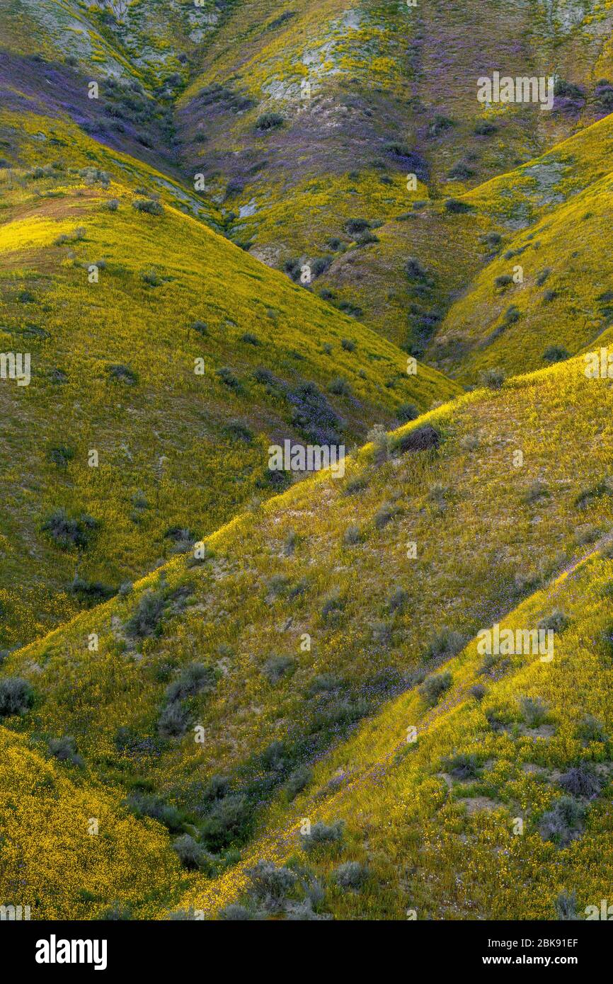 Monolopia, Phacelia, Tremblor Range, Carrizo Plain National Monument, San Luis Obispo County, California Foto Stock
