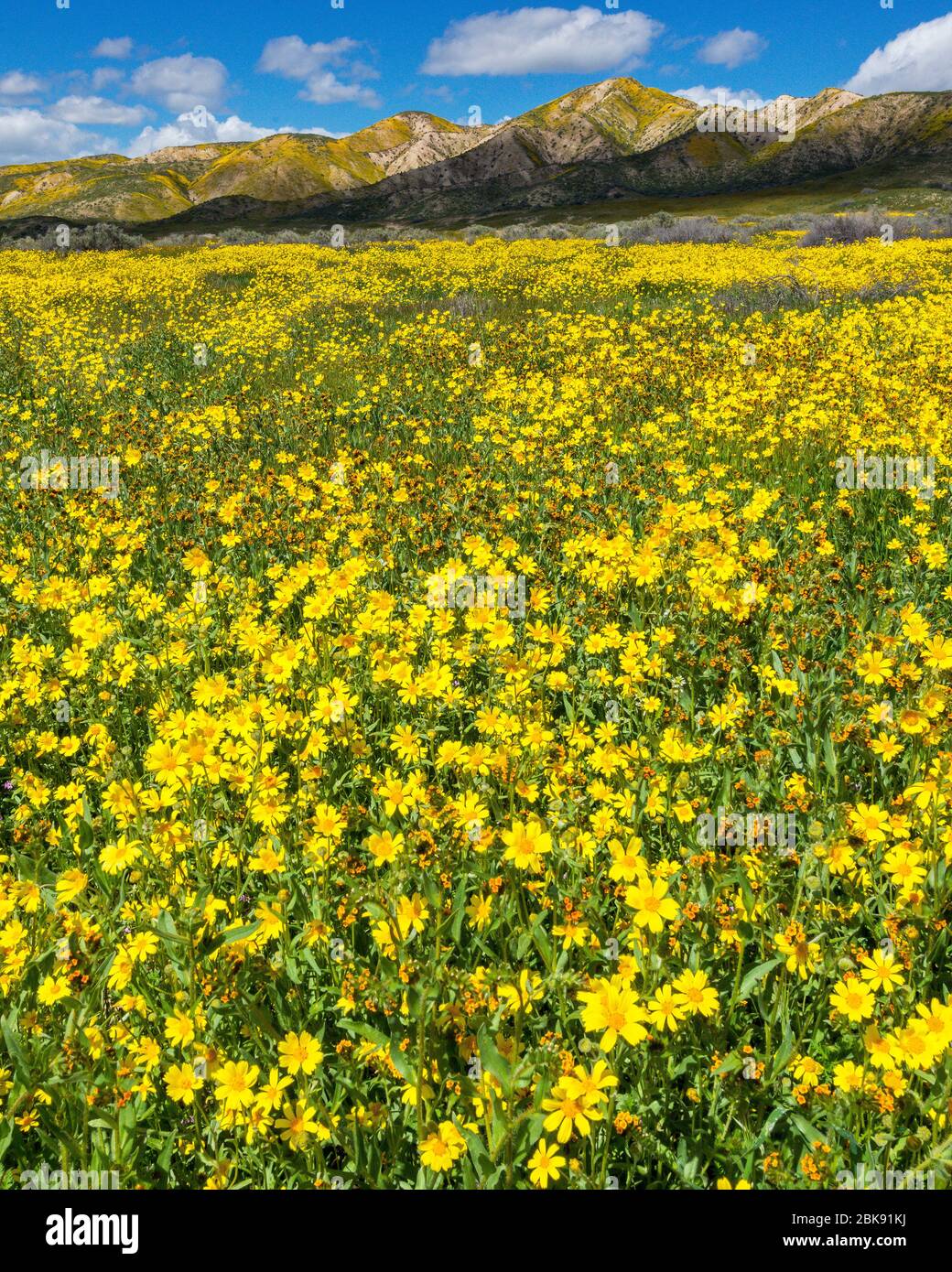 Fiddlenecks, Monolopia, gamma Tremblor, Carizzo Plain monumento nazionale, San Luis Obispo County, California Foto Stock