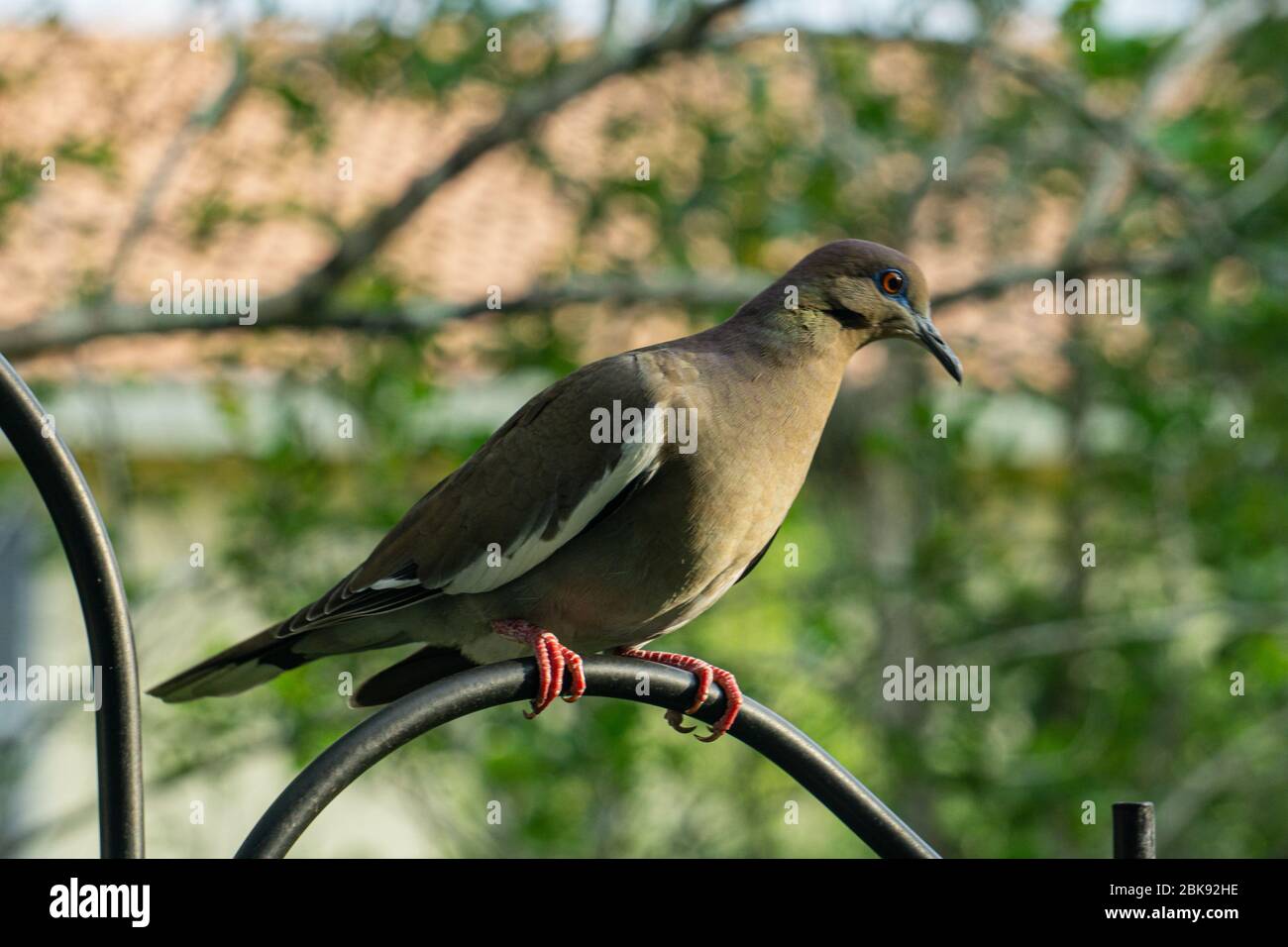 Colomba con alettone bianco (Zenaida asiatica) che si erge su un gancio nero dei pastori in un giardino di cortile, Stuart, Florida, USA Foto Stock