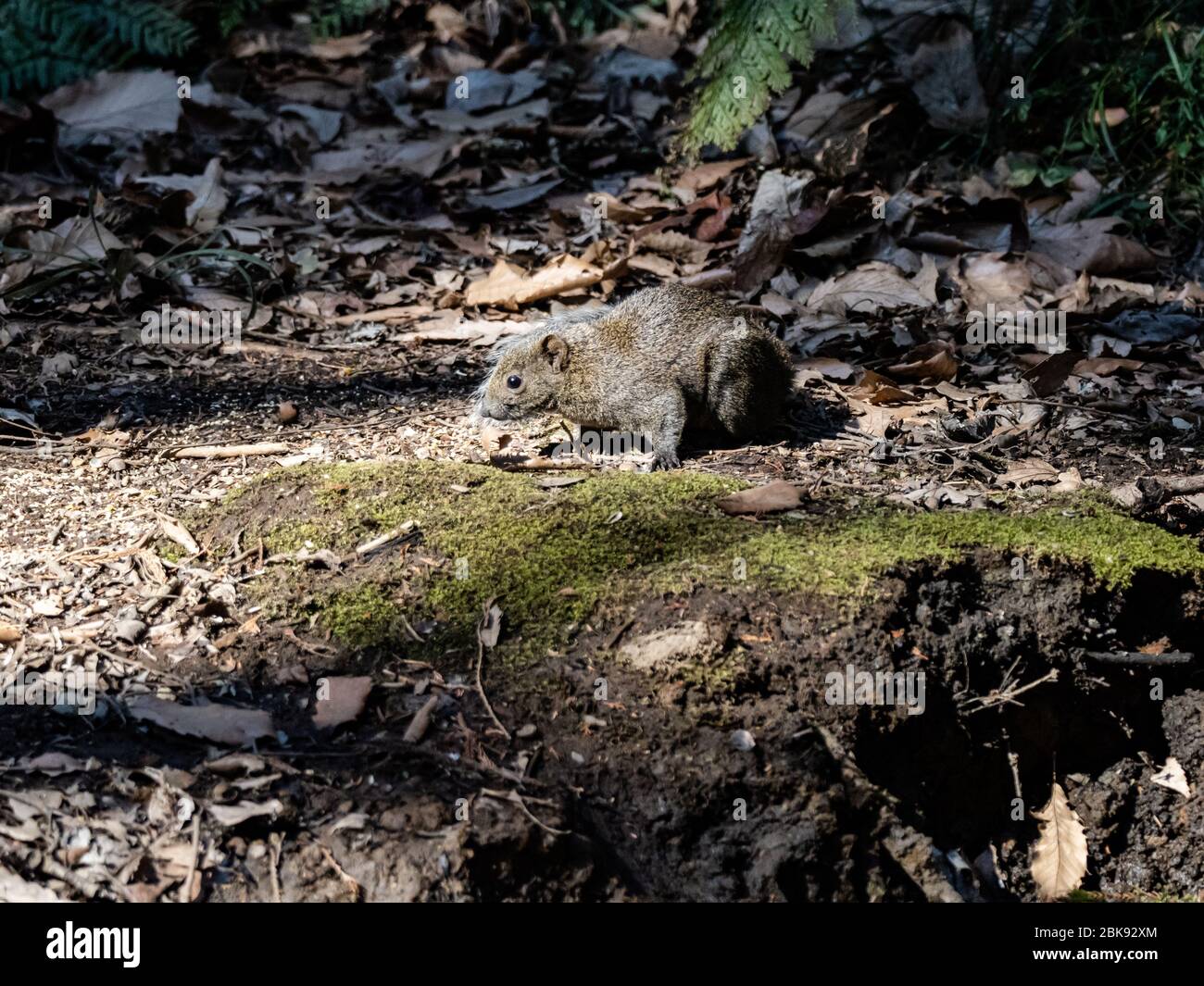 Lo scoiattolo di Pallas, Callosciurus erythraeus, cerca cibo lungo il pavimento della foresta in una foresta giapponese. Originalmente da altre parti dell'Asia sudorientale, Foto Stock