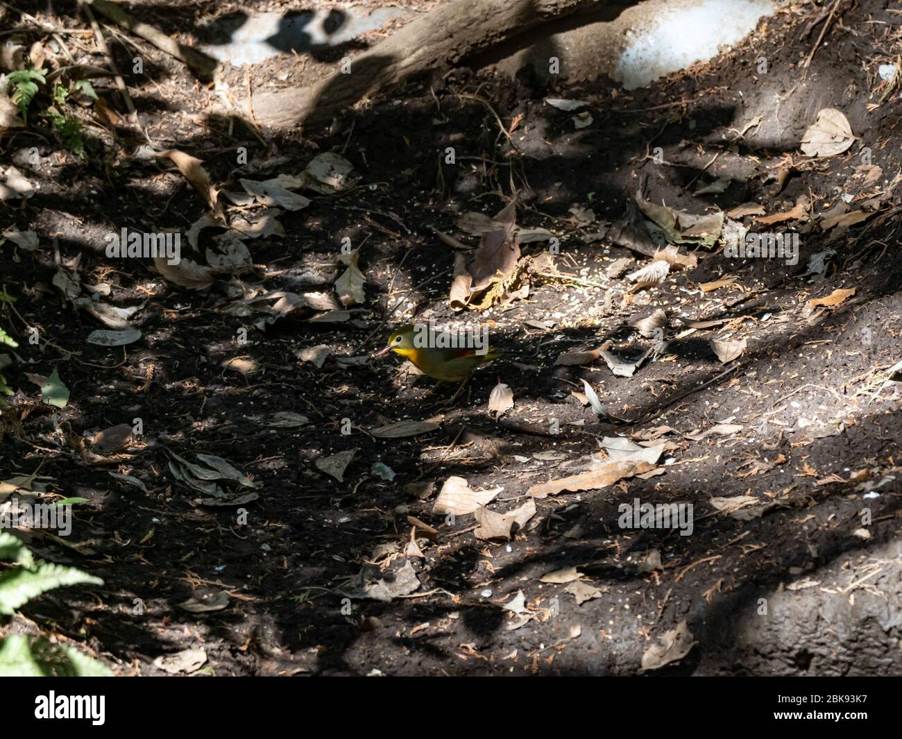 Un leiothrix rosso-fatturato, Leiothrix lutea, si trova sul pavimento della foresta mentre cerca il cibo. Spesso chiamato un Pekin Robin, o una notte cinese o giapponese Foto Stock