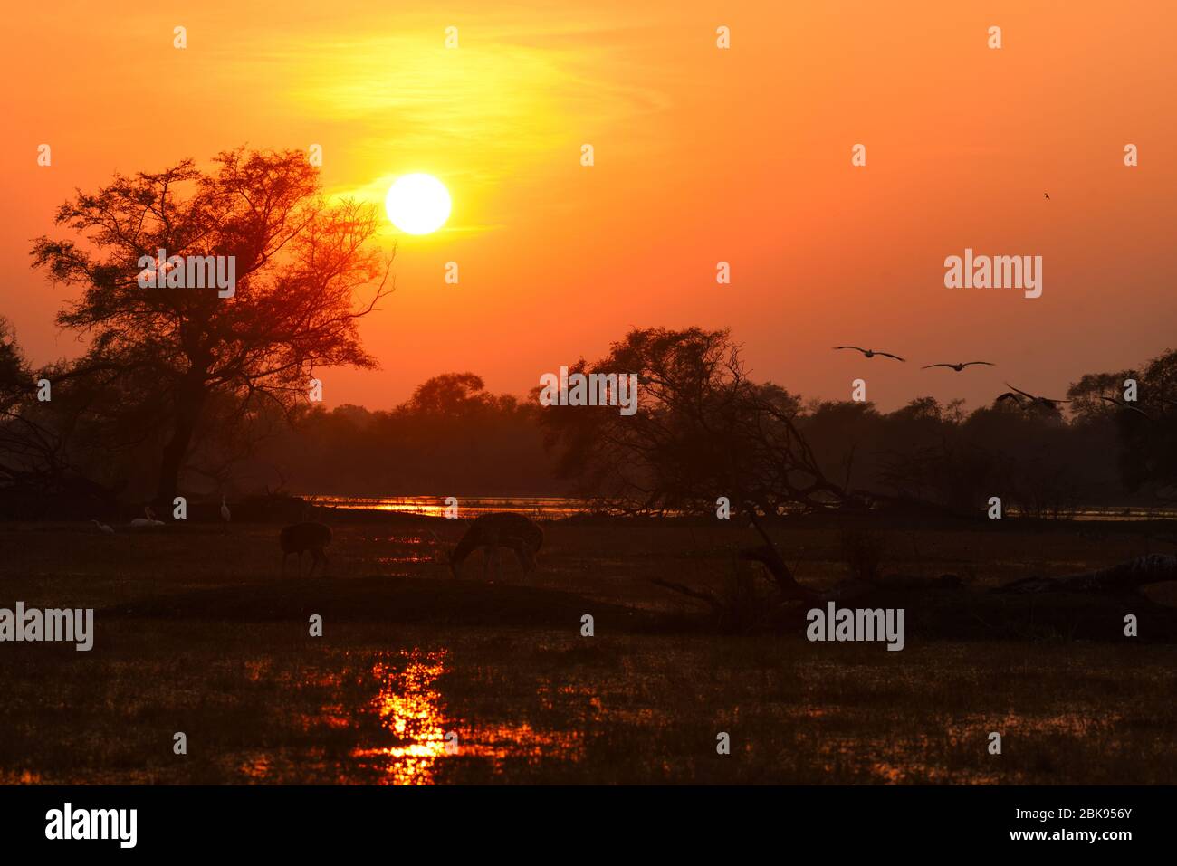 Tramonto con uccelli Foto Stock