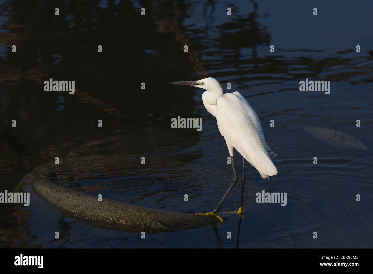 Un'egretta che cerca cibo nelle acque inquinate della laguna di Negombo a Negombo in Sri Lanka. Foto Stock