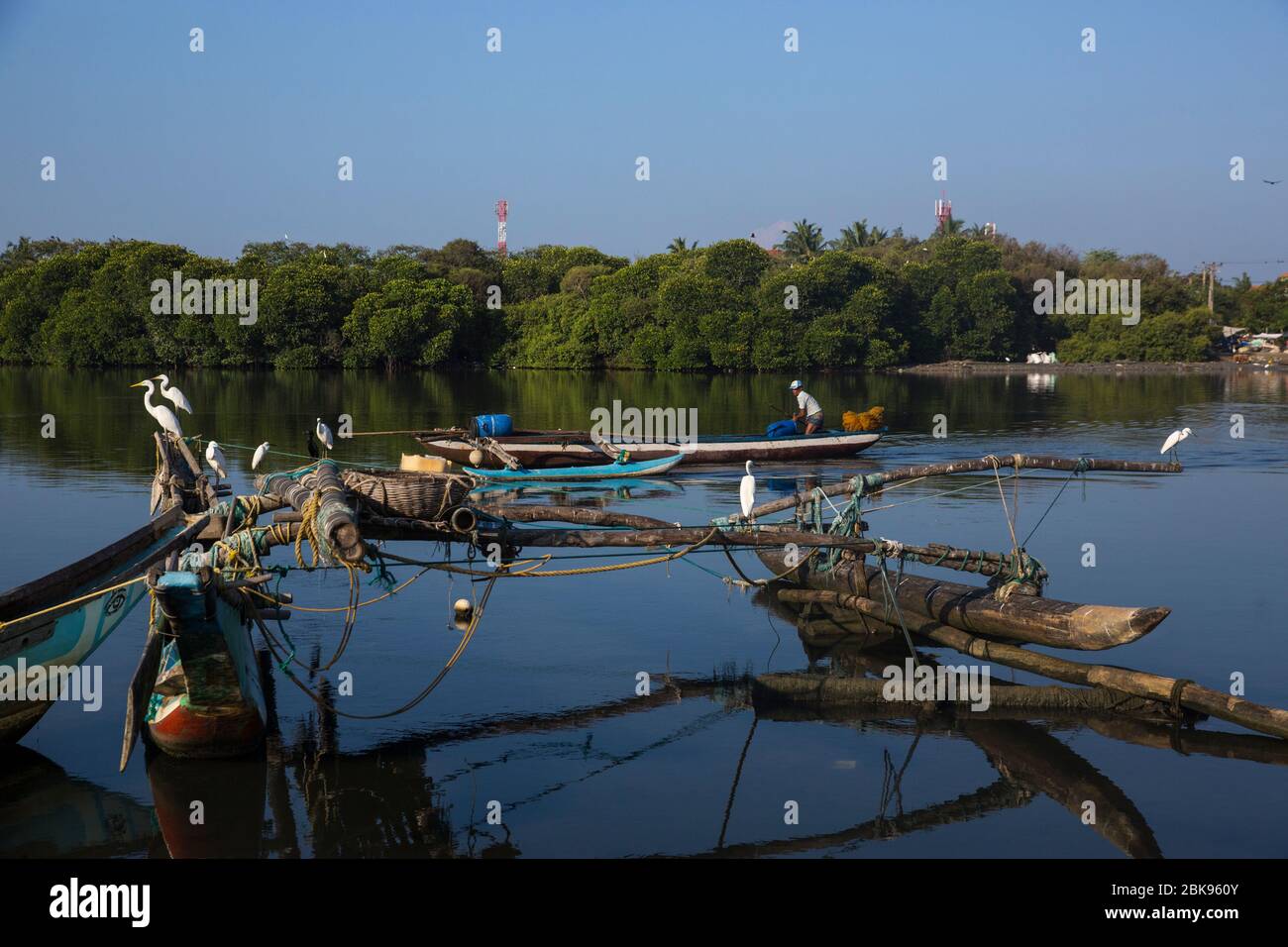 Grandi egreti sono alla ricerca di cibo nelle acque inquinate della laguna di Negombo a Negombo in Sri Lanka. Foto Stock