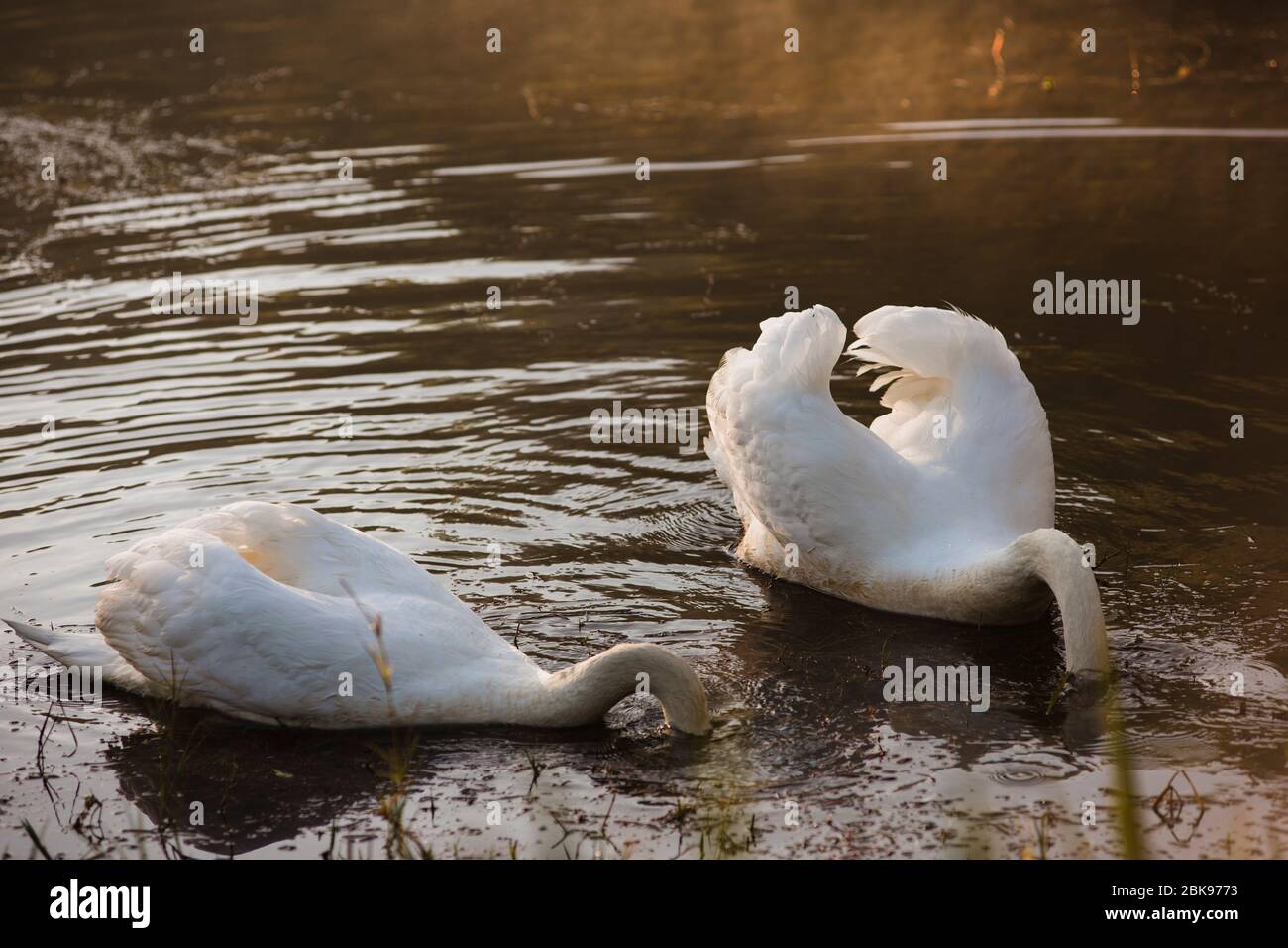 Due cigni bianchi nuotano e diving la testa in acqua sul lago. Foto Stock