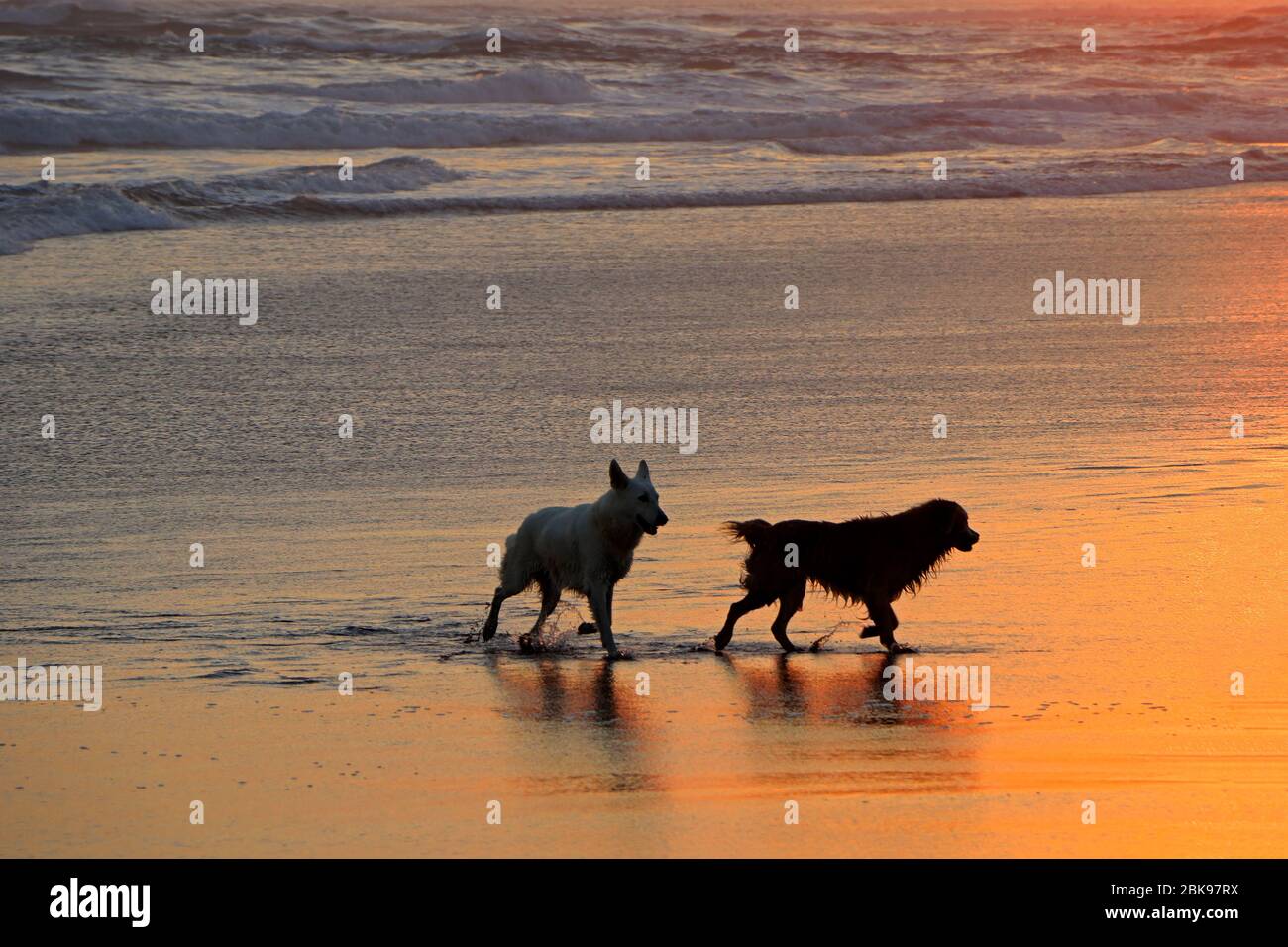Cani silhouetted che corrono e giocano su una spiaggia di sabbia panoramica al tramonto Foto Stock