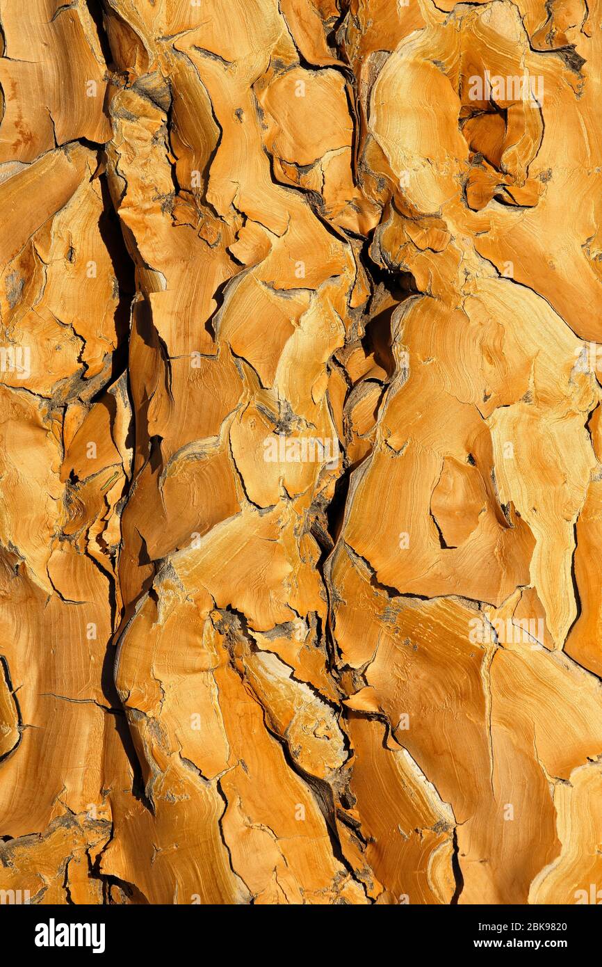 Primo piano sfondo della corteccia gialla di papery di un albero di cavolo (dicotoma di aloe), Africa meridionale Foto Stock