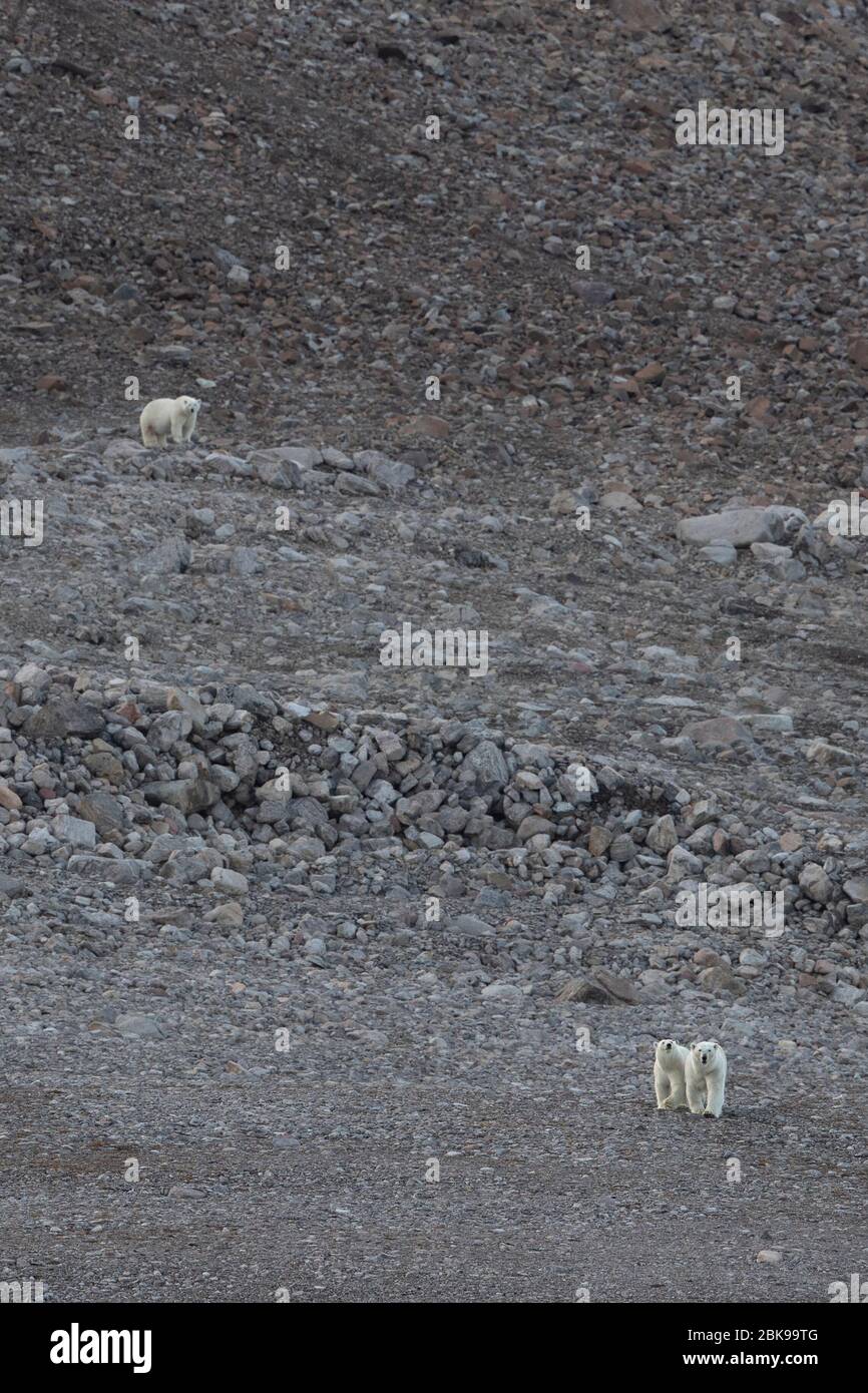 Tre orsi polari sulla terra, Ellesmere Island, Canada Foto Stock