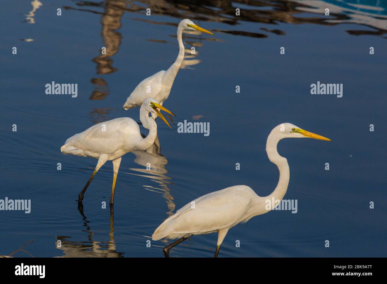Grandi egreti sono alla ricerca di cibo nelle acque inquinate della laguna di Negombo a Negombo in Sri Lanka. Foto Stock
