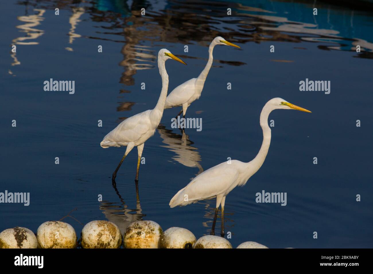 Grandi egreti sono alla ricerca di cibo nelle acque inquinate della laguna di Negombo a Negombo in Sri Lanka. Foto Stock