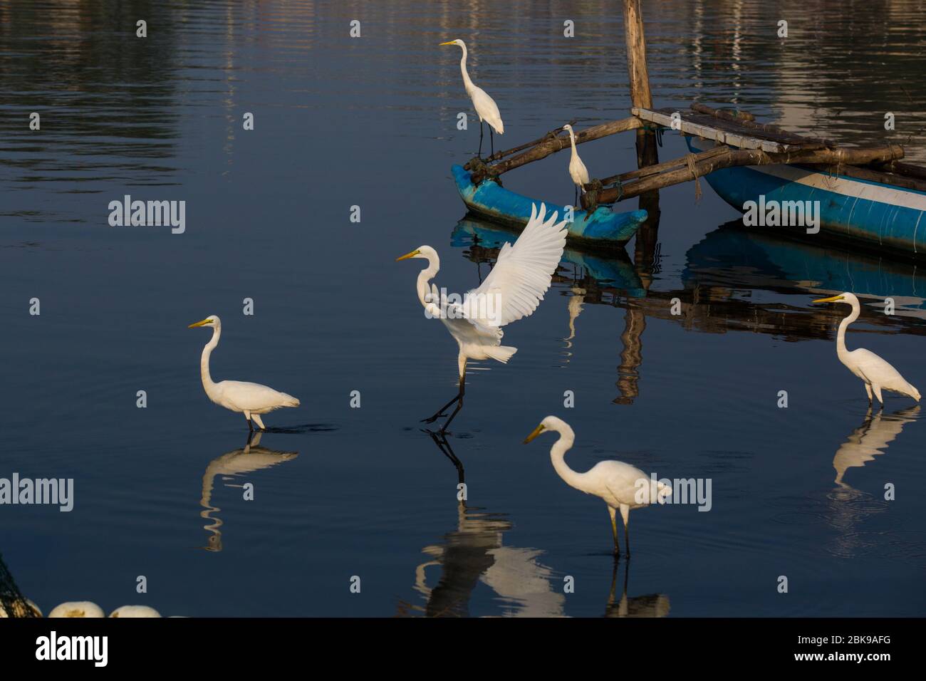 Grandi egreti sono alla ricerca di cibo nelle acque inquinate della laguna di Negombo a Negombo in Sri Lanka. Foto Stock