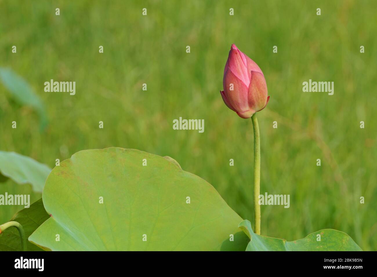 Acqua fieno di loto su sfondo verde erba Foto Stock