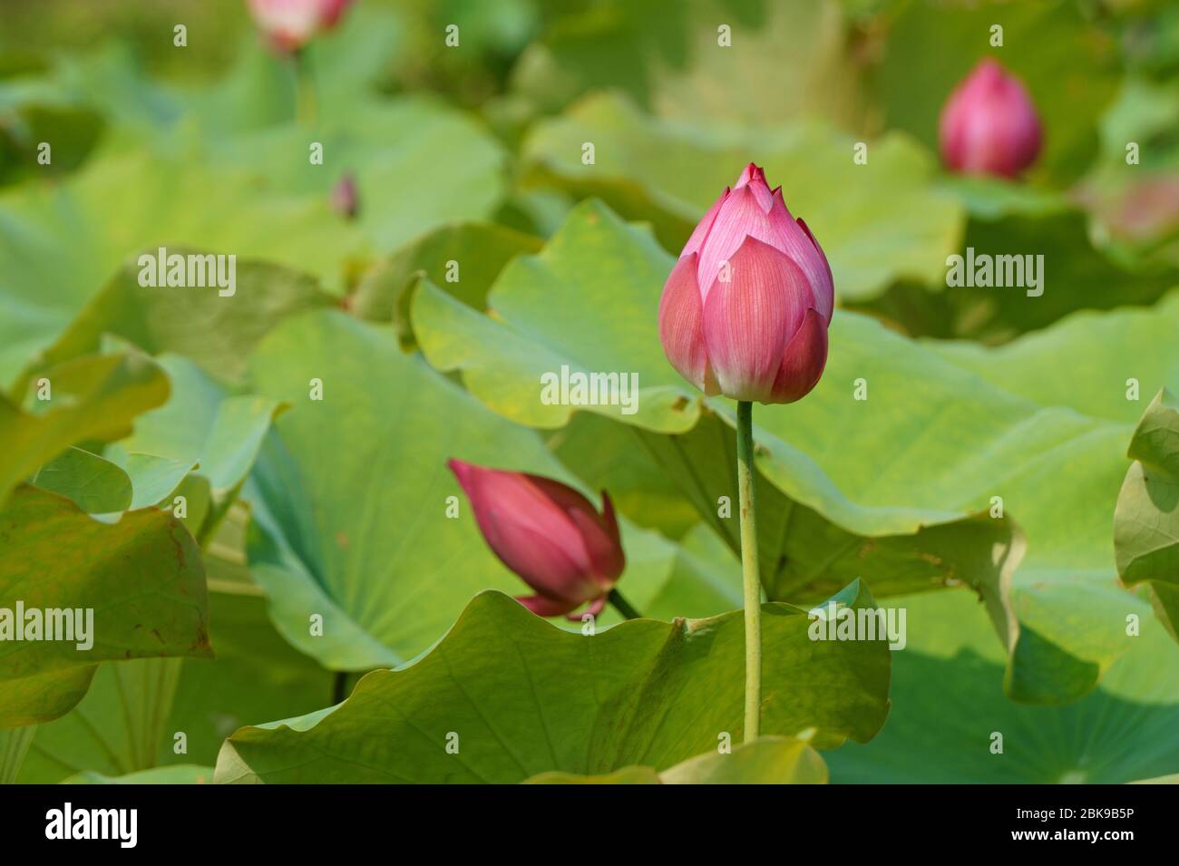 Acqua gemma di loto nello stagno e luce del sole Foto Stock
