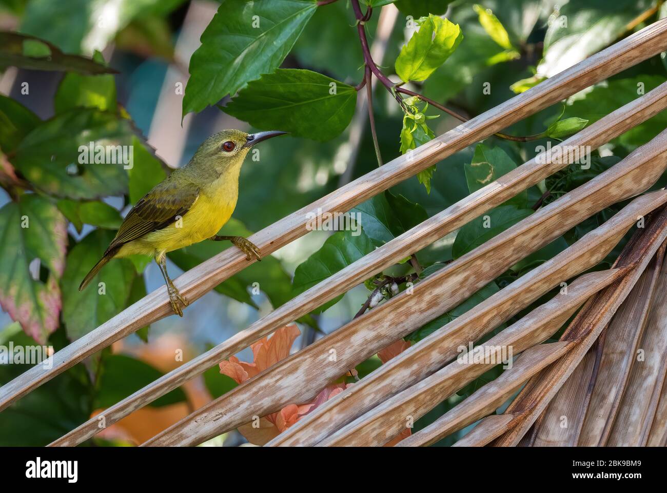 Sunbird a gola piana - Anterrettes malacensis, bellissimo uccello da collezione dai giardini e dai boschi del Sud-Est Asiatico, Pangkor Island, Malesia. Foto Stock