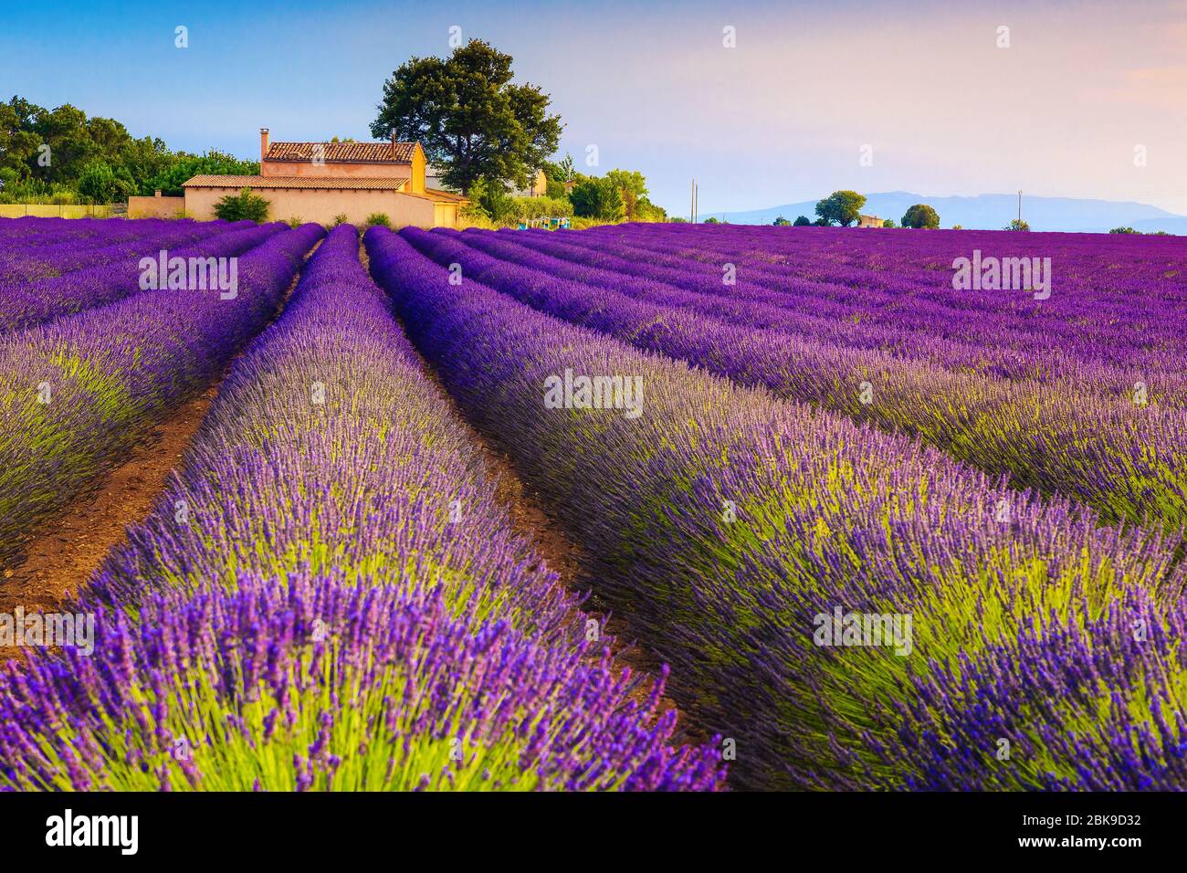 Pittoresche file di lavanda viola e case nella piantagione di lavanda, vicino al villaggio di Valensole, regione Provenza, Francia, Europa Foto Stock