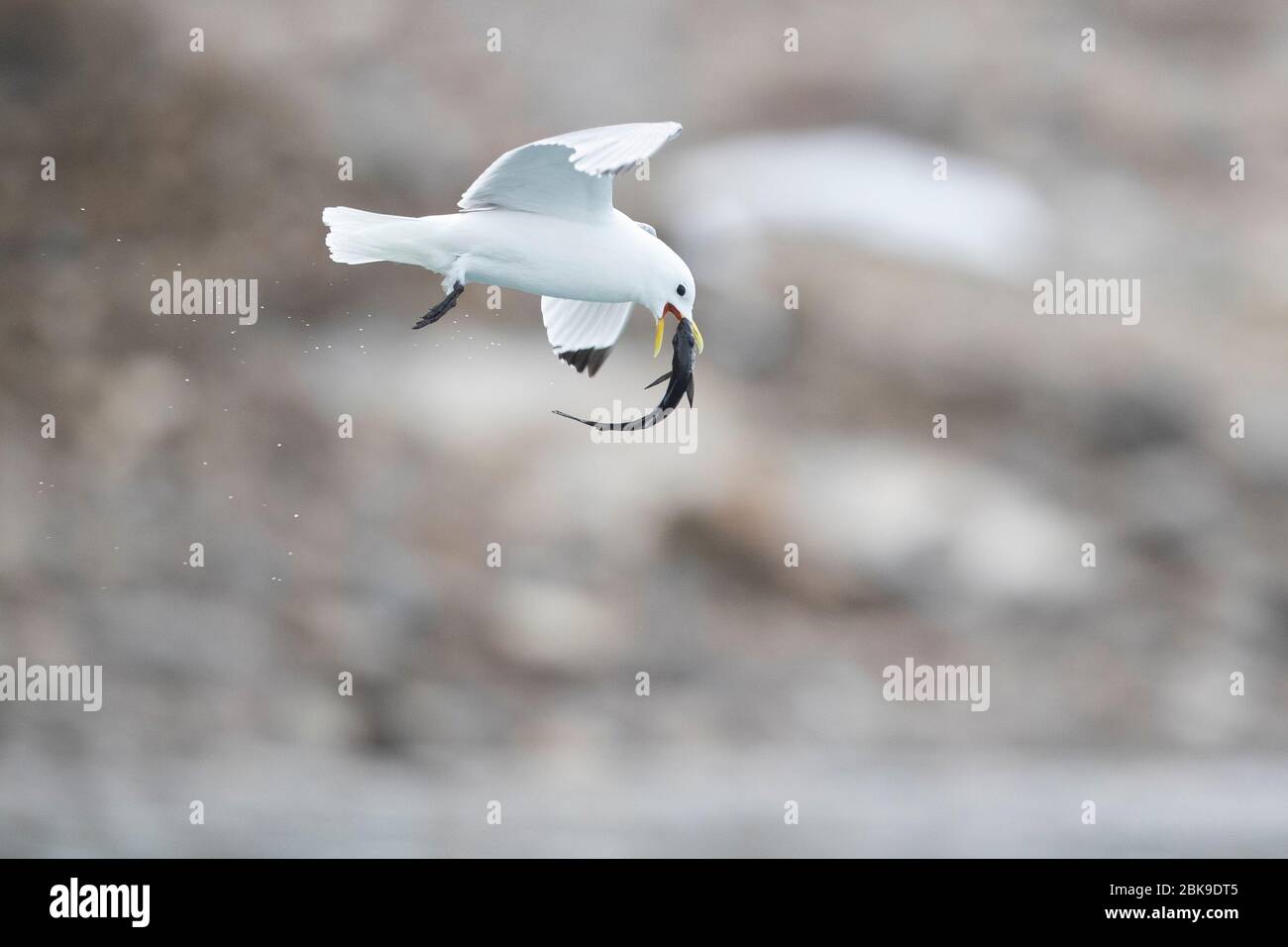 Kittiwake uccello con pesce Foto Stock
